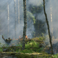 Catastrophe naturelle : feu de forêt