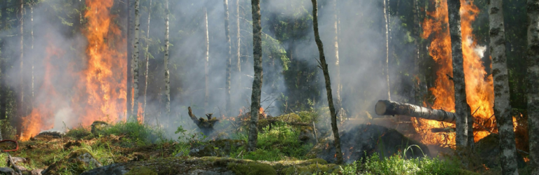 Catastrophe naturelle : feu de forêt
