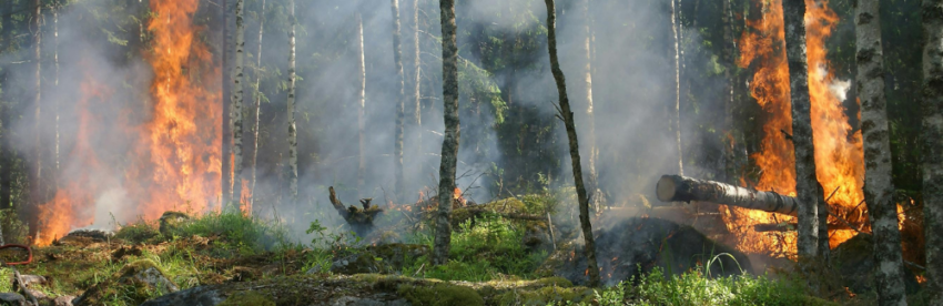 Catastrophe naturelle : feu de forêt